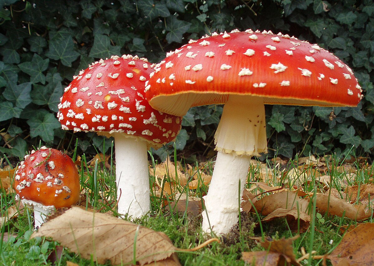 Amanita muscaria kaufen: Wichtige Informationen zu Verwendung und Risiken